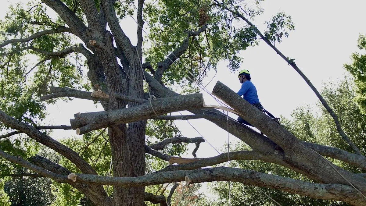 Professional Crown Thinning performed by certified arborists in Yale